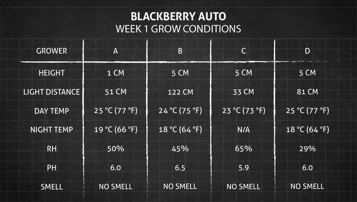 Blackberry Auto cannabis strain: week 1 grow conditions