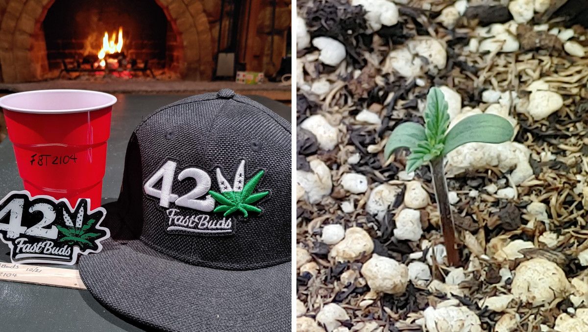 Forbidden Runtz Auto Cannabis Strain Week-by-Week Guide: A solo cup used for pre-soaking a weed seed with some Fastbuds merchandise and a cannabis sprout on day 1