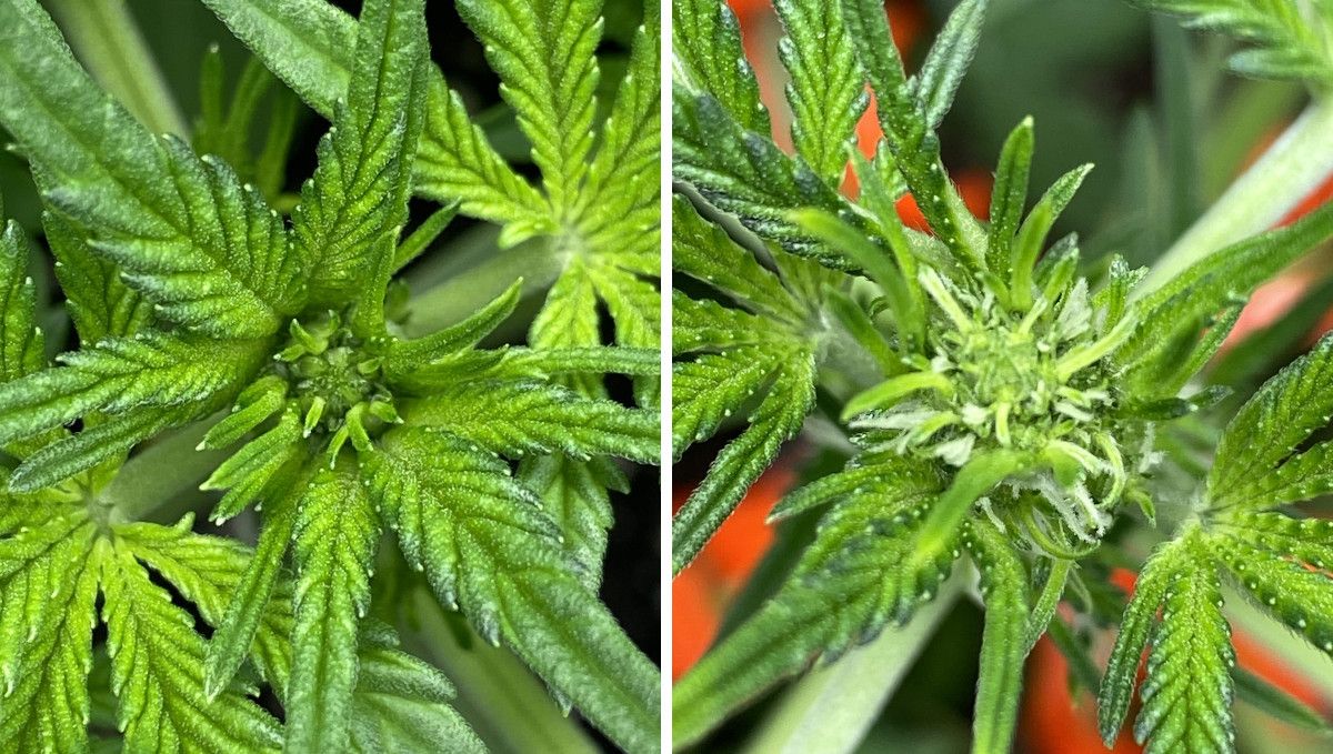Cherry Cola Auto: กำลังขึ้นดอกบนยอด