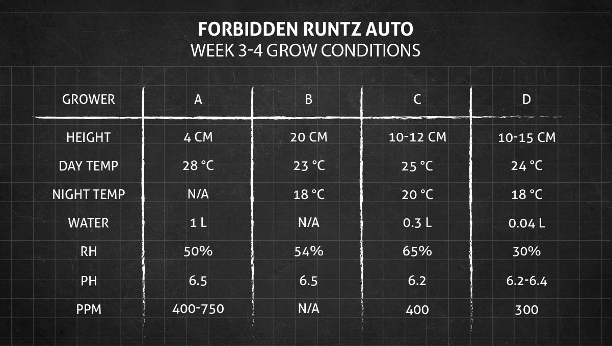 Forbidden Runtz Auto 대마 스트레인 주차별 가이드: 3~4주차 성장 조건