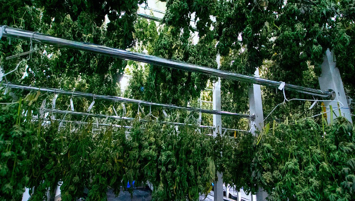 Strawberry pie auto week-by-week guide: dry room for plants