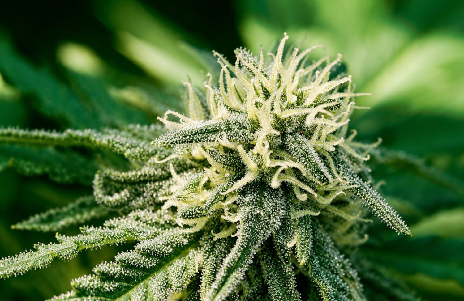 オートフラワーはいつから匂い始める？：大麻のプレフラワリング段階