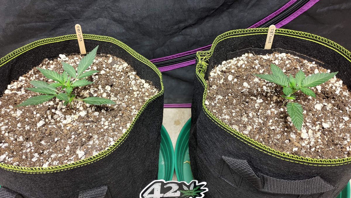 Purple Punch Auto大麻品种周周指南：两株健康2周龄自动花