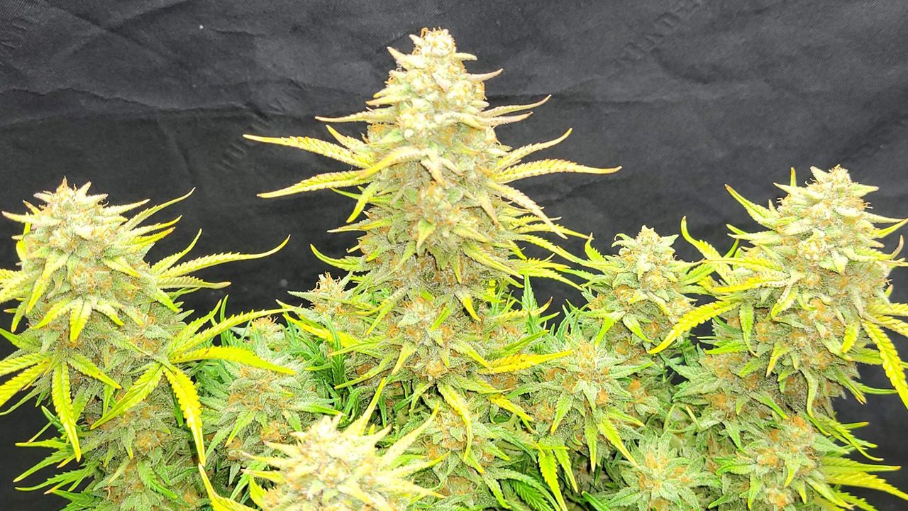 The top 5 best sativa autoflower strains: Sour Jealousy Auto