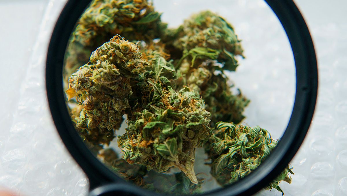 Hvor Meget Er Et Halvt Ounce Hash? Den Komplette Prisguide: Groft trimmede cannabisblomster i et glas