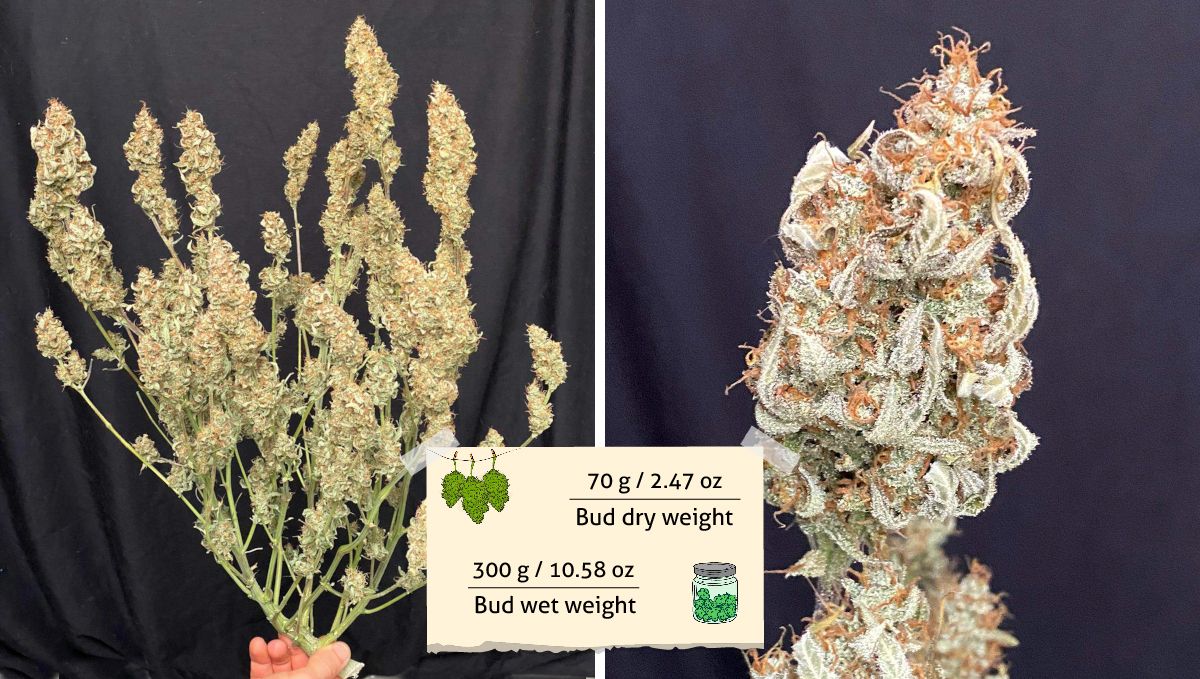 Californian Snow Auto cannabis strain: yield | a grower's hand holding a trimmed and dried marijuana bush and a closeup of one of its buds