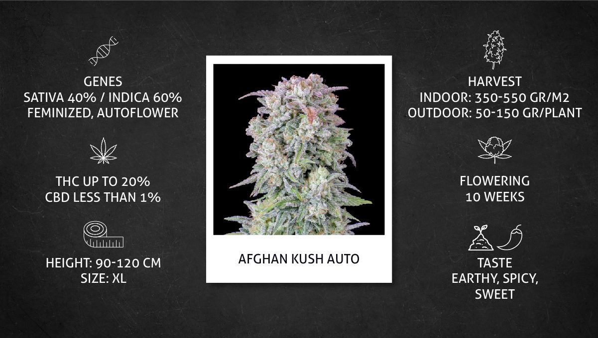 Udhëzues Javë-pas-Jave për Strain-in Afghan Kush Auto: Fleta teknike