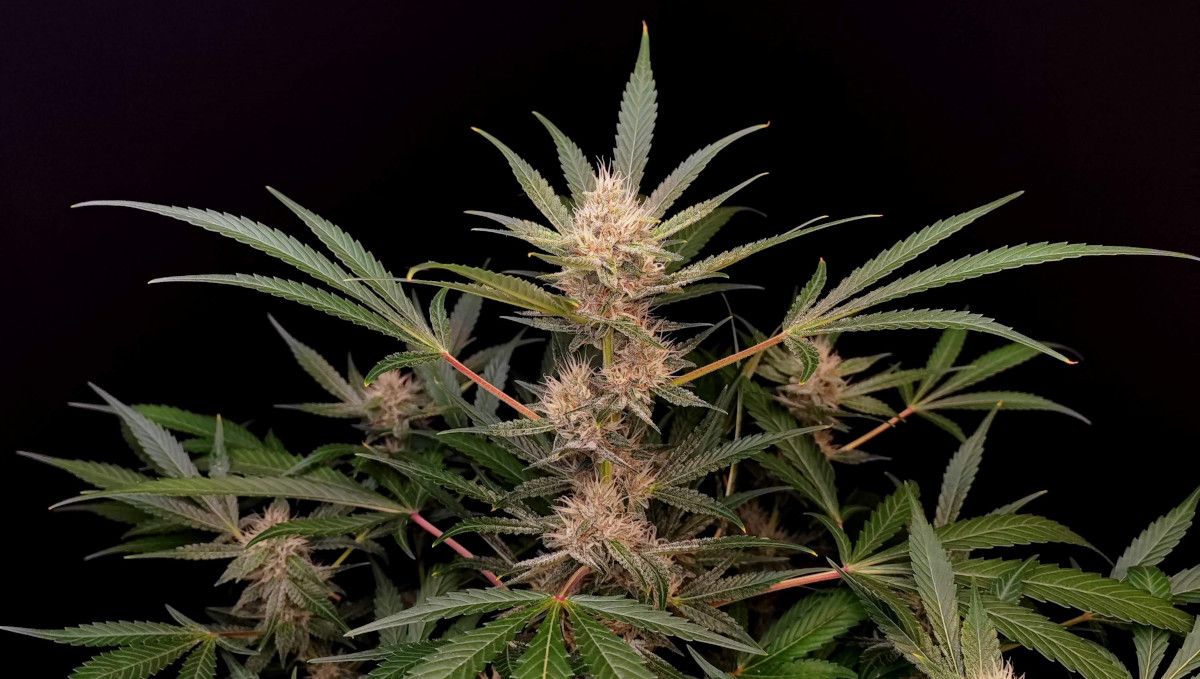 Tropicana Cookies Auto 대마 스트레인: 초기 개화 | 6~7주차 | 속이 꽉 찬 아름다운 오토플라워