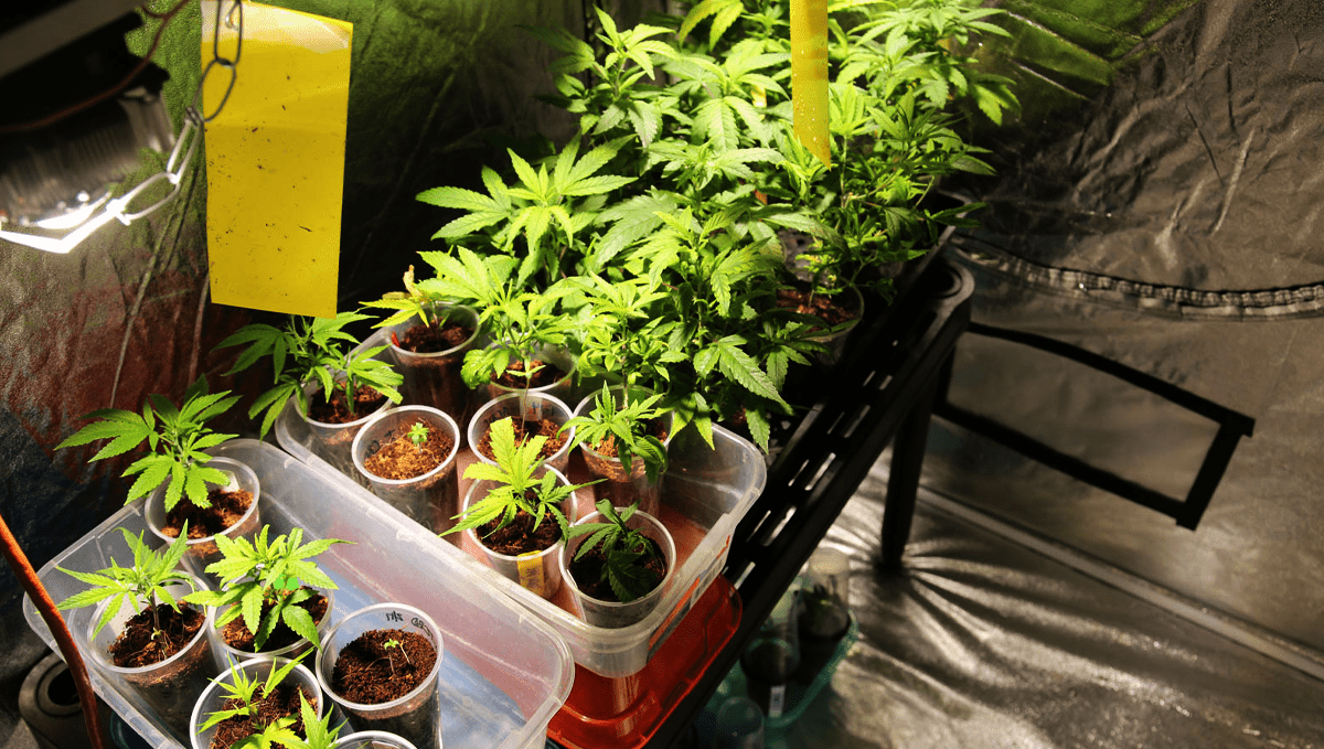 Legal Plants Comes to Missouri This Thursday: Party cups and pots with plants plants at different stages of their life cycle