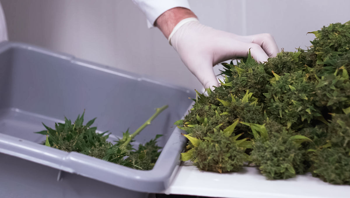 What returns can I get with auto plants: what can they produce?