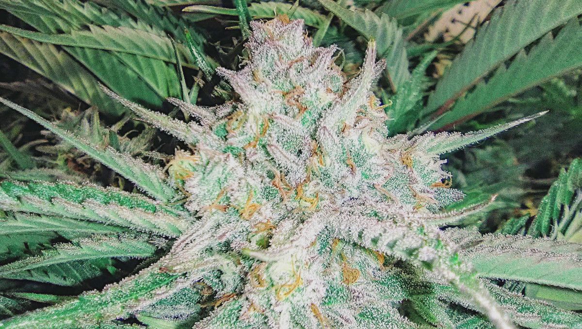 Strawberry Pie Auto Plants Seed Week-by-Week Guide: A plants bud completely covered in trichs