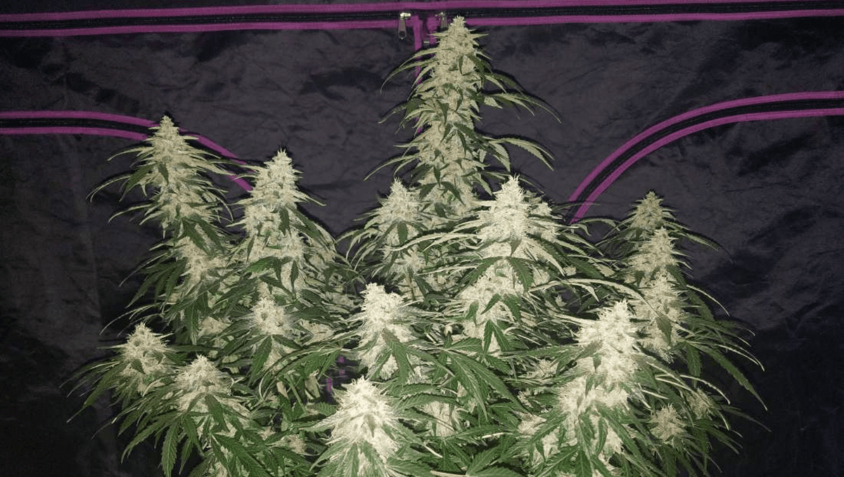 Top 5 ertragreichste Autoflower-Sorten: Six Shooter Auto