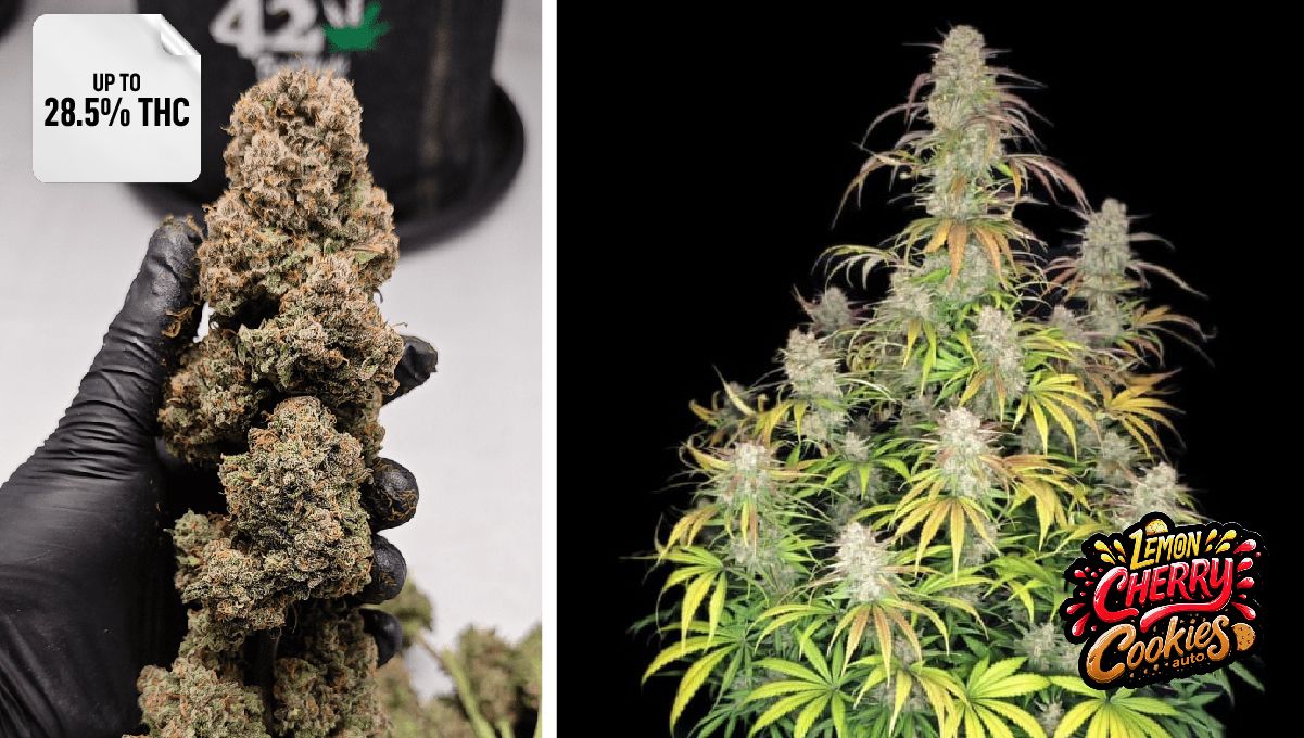 Lemon Cherry Cookies Auto&trade;