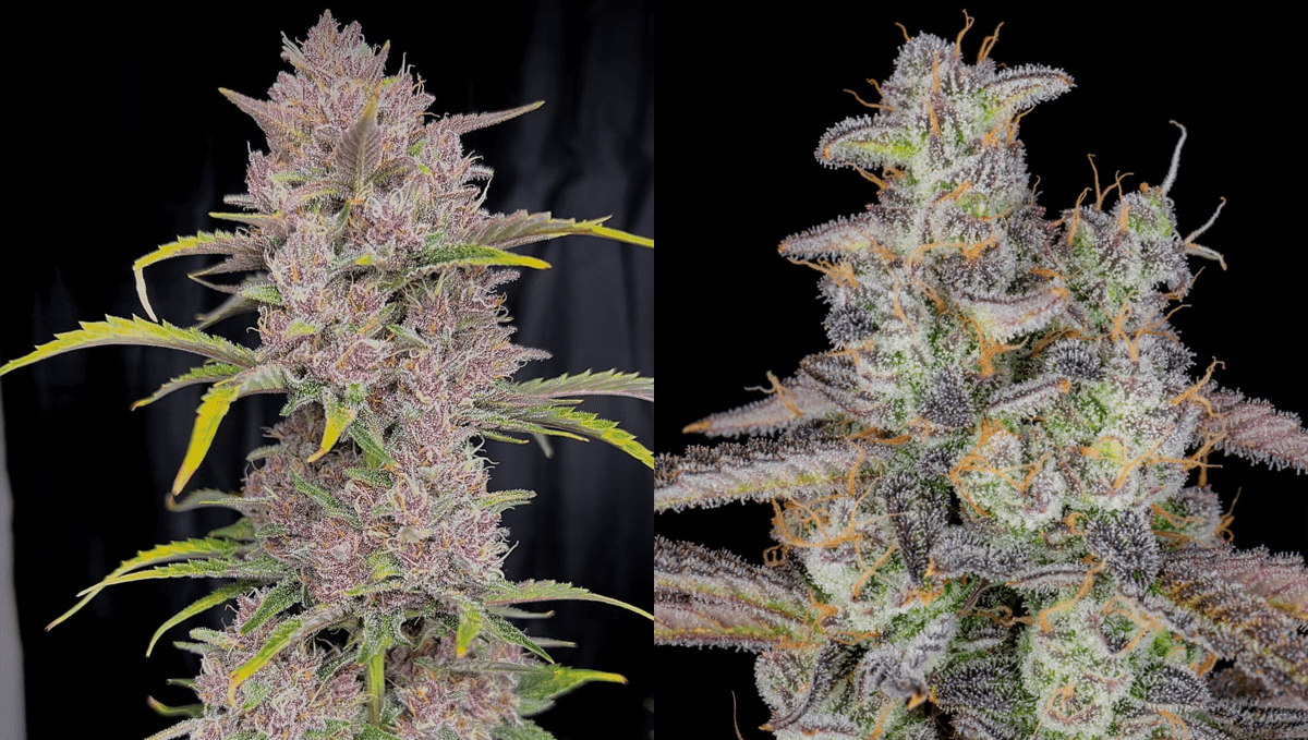 Top 10 Best Outdoor Autoflower Seeds UK 2024: Banana purple punch auto