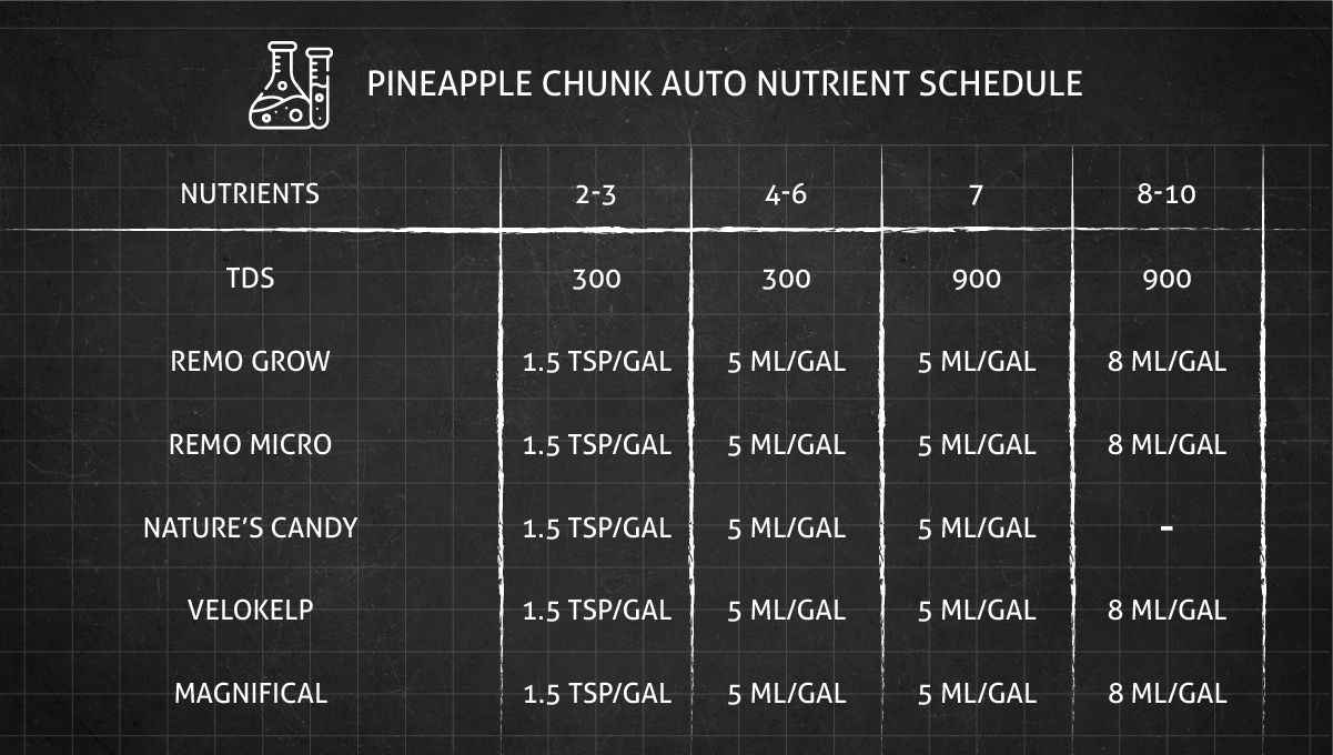 Pineapple Chunk 생장기 영양 공급 일정