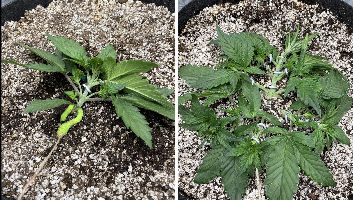 Purple Lemonade Auto 大麻品种周周种植指南 - 3周龄自花型土培并用绳子和支架LST