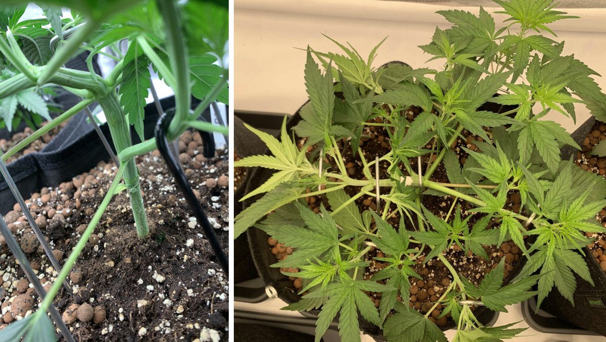 Banana Purple Punch Auto भांग स्ट्रेन: मध्य वेज | सप्ताह 3-4 | इस पौधे पर LST बाद में शुरू की गई