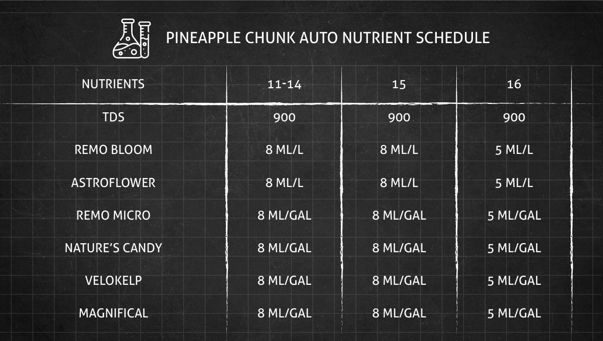 Pineapple Chunk 대마 품종: 개화기 쉽고 깔끔한 영양제 표