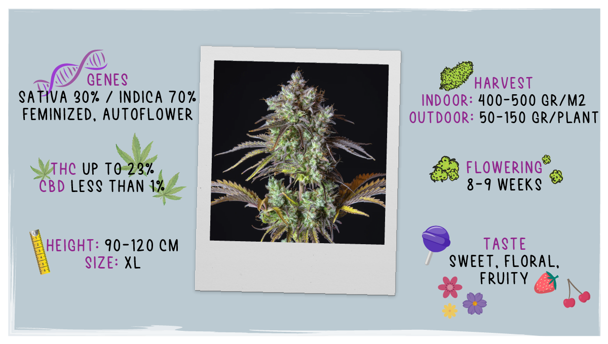 Big Bud Auto Plants Seed Week-by-Week Guide: Datasheet