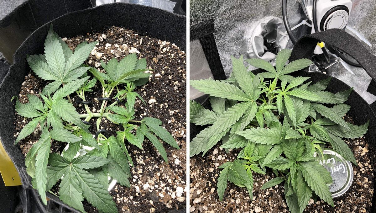 Girl Scout Cookies Auto Plants Seed Week-by-Week Guide: The main stem and side branches LSTd on a vegging indoor auto; the next pic shows how she bounces back