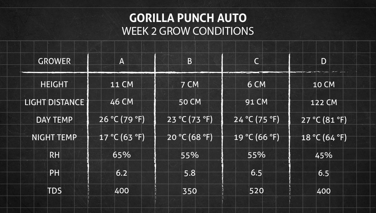 Gorilla Punch Auto 大麻品种：第2周种植条件