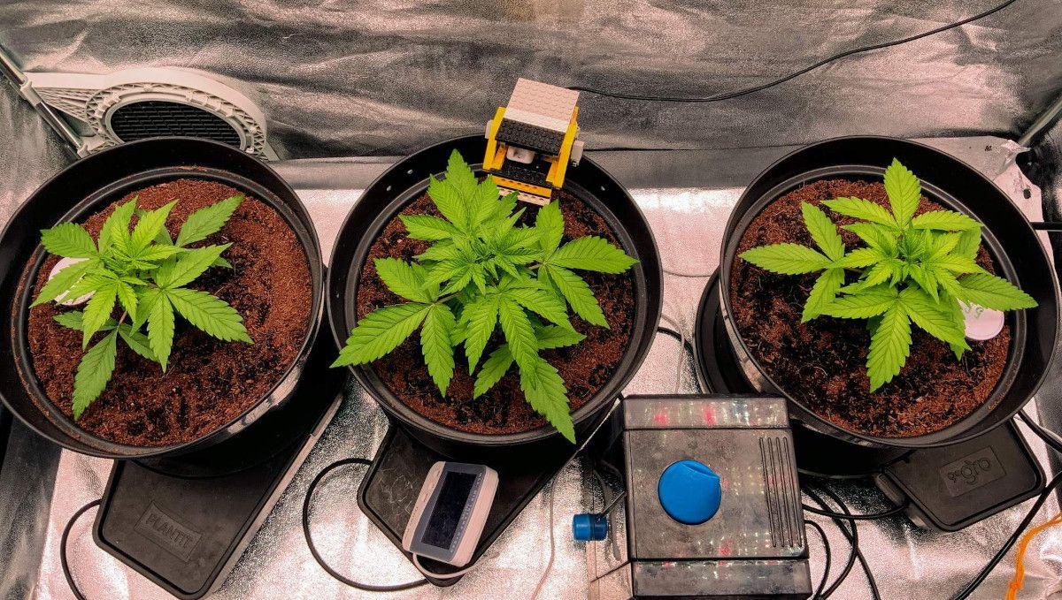 Gorilla Auto Cannabis Strain Week-by-Week Guide: Three healthy-looking young autoflowers growing in plastic pots in a grow tent
