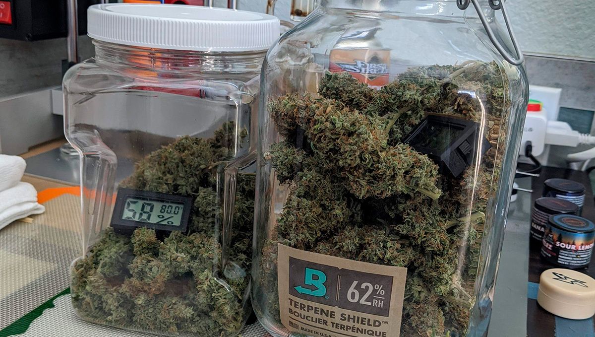 Orange sherbet auto week-by-week guide: curing cannabis
