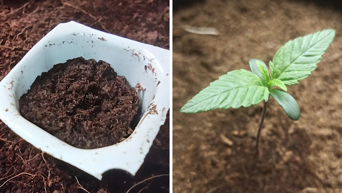 Big Bud Auto Cannabis Strain Week-by-Week Guide: A tiny germination pot filled with moist medium and a marijuana seedling