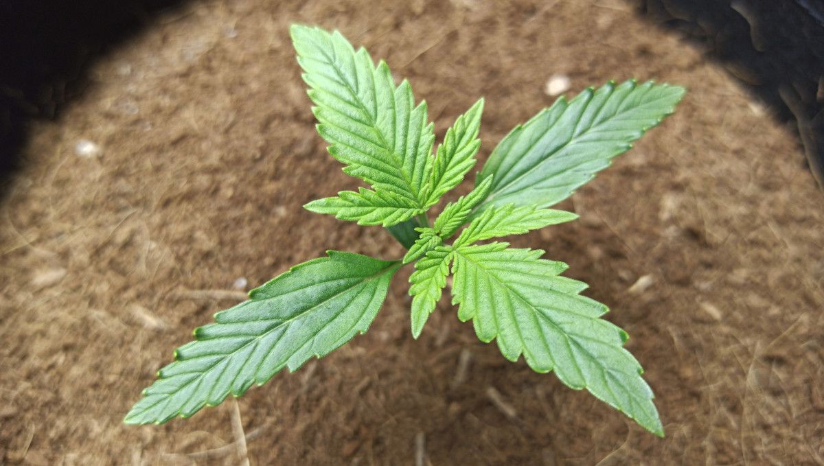 Forbidden Runtz Auto 대마 스트레인 주차별 가이드: 10일차, 노란색 생장점을 가진 오토플라워 유묘