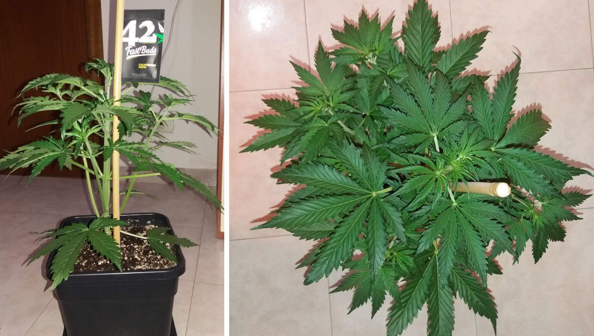 Californian Snow Auto cannabis strain: mid veg | weeks 3-4 | a young bushy plant shot at eye level and from above
