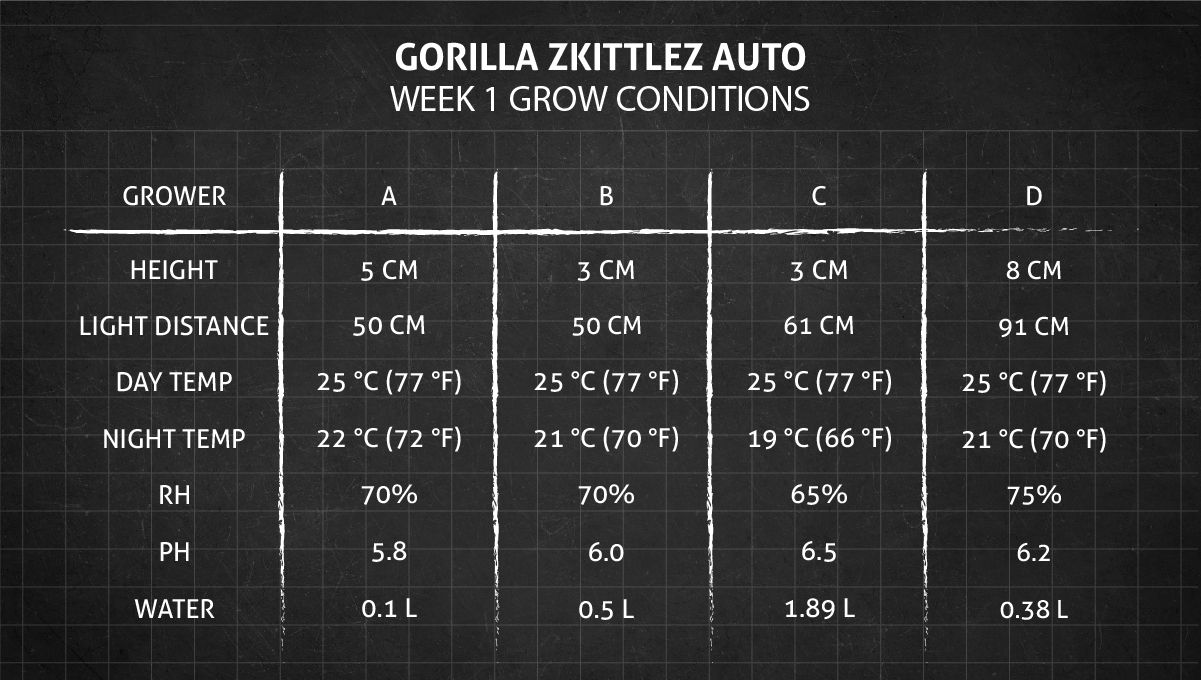 Gorilla Z Auto cannabis strain: week 1 grow conditions