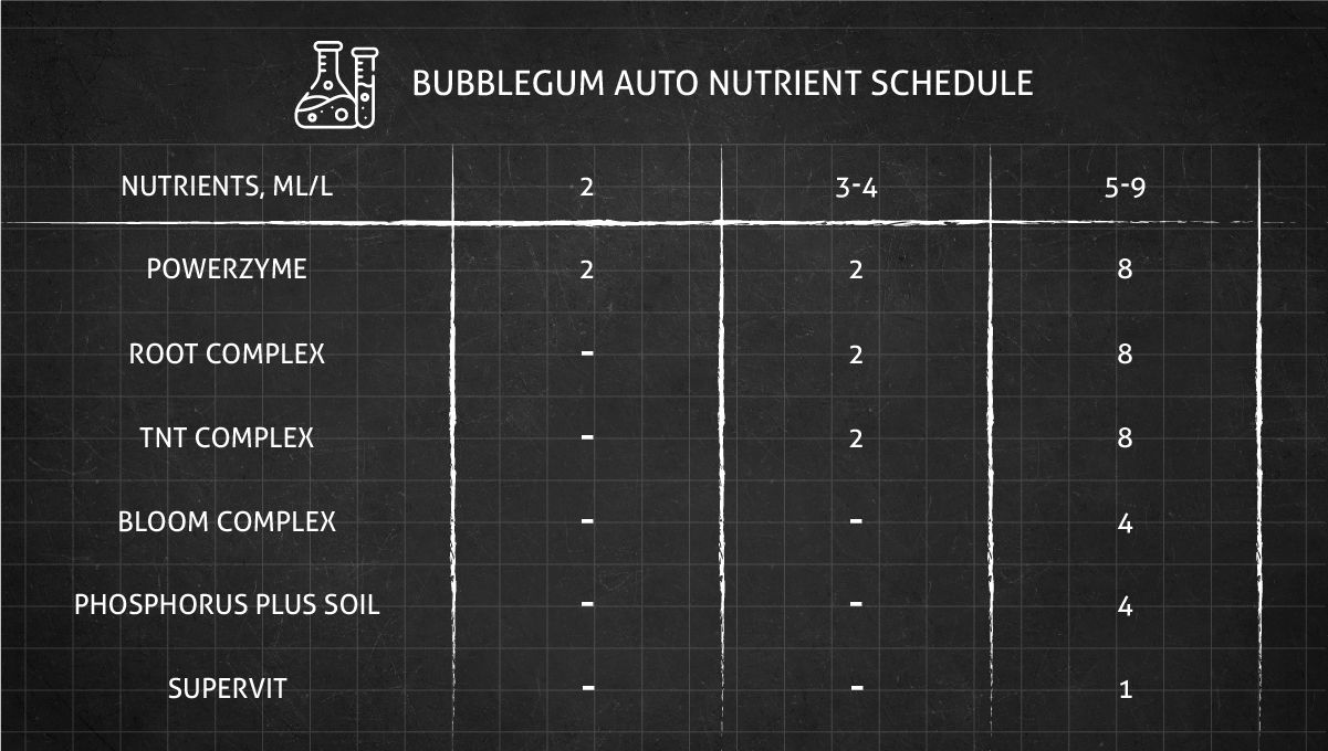 BubbleGum Auto cannabis strain: feeding chart for the vegetative and flowering stages BubbleGum Auto cannabis strain: feeding chart for the vegetative and flowering stages