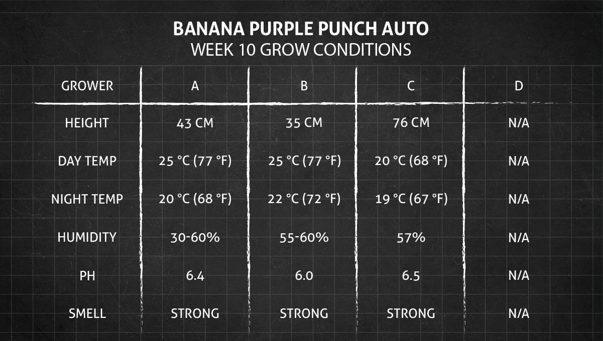 Banana Purple Punch Auto भांग स्ट्रेन: सप्ताह 10 ग्रो कंडीशन्स