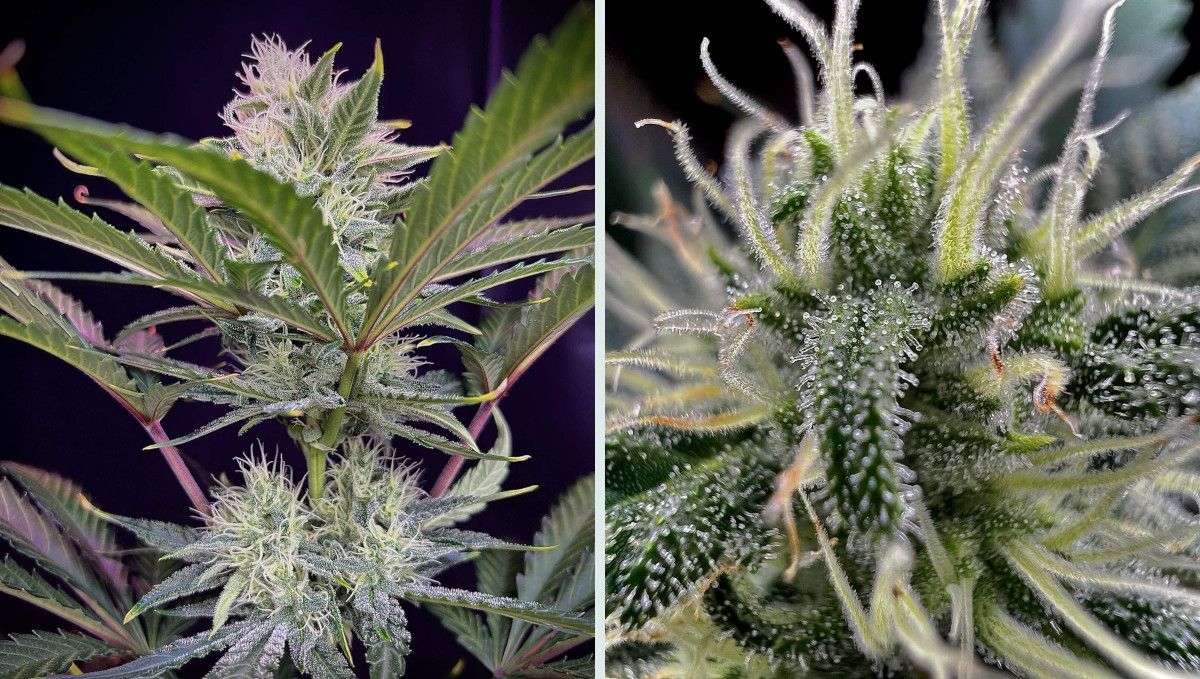  Strawberry Gorilla Auto Cannabissorte: Fr&uuml;he Bl&uuml;te | Wochen 6-7 | Nahaufnahmen von reifenden Bl&uuml;ten