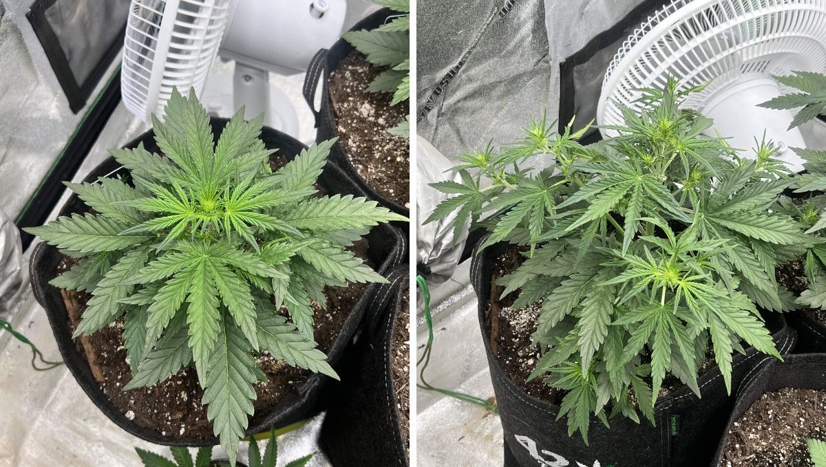 Stardawg Auto cannabis strain: transition (pre-flower) | week 4