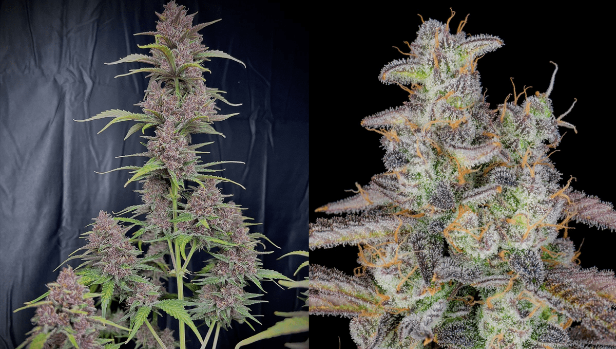 The top 5 fastest autos: banana purple punch auto