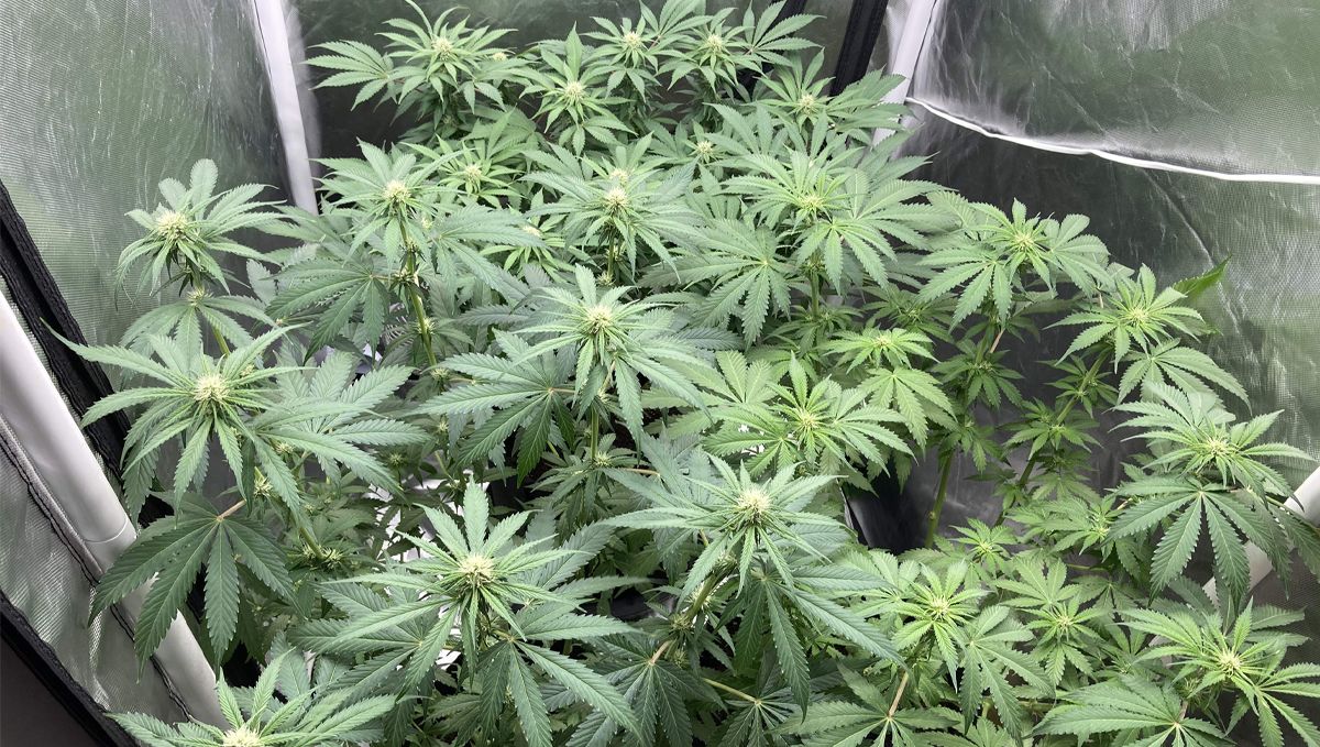 The lifecycle of the auto plants plant: week 7 to week 9
