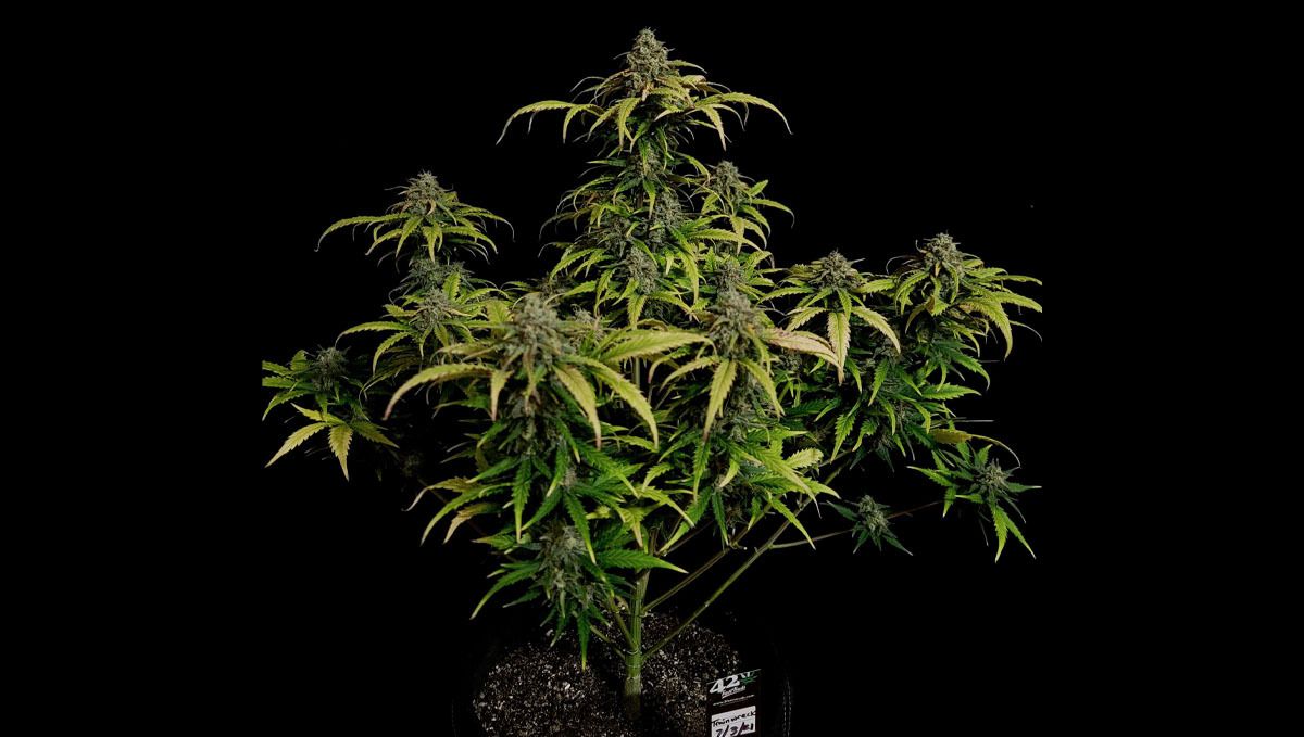 Top 10 Cheap seeds: trainwreck auto