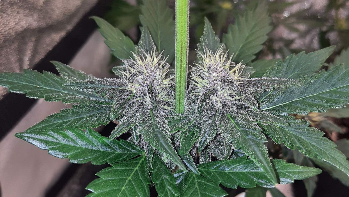 Tropicana Cookies Auto 대마 스트레인: 초기 개화 | 6~7주차 | 중간 마디의 두 개 꽃