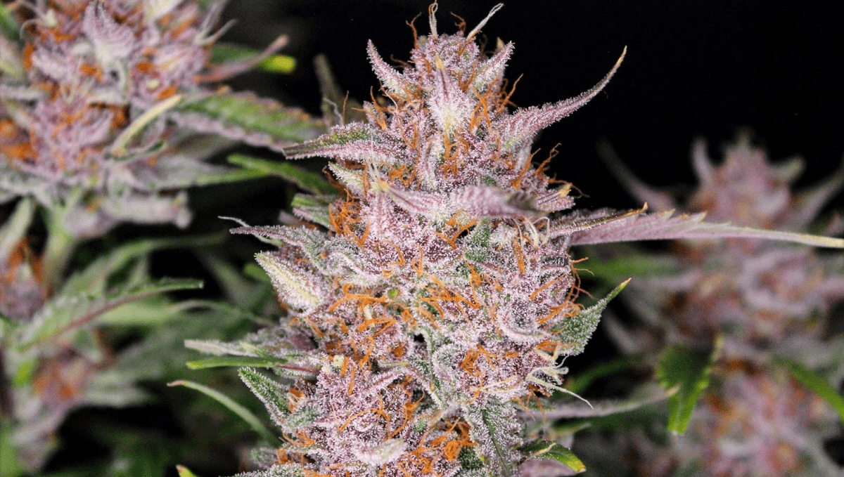The top 5 best hybrid autoflower strains: gorilla punch auto