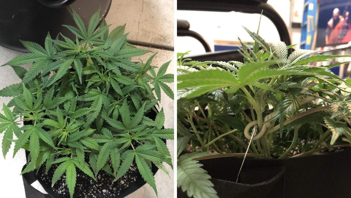 Girl Scout Cookies Auto Plants Seed Week-by-Week Guide: A top- and sideview of an indoor plants plant with a very short profile and flat canopy
