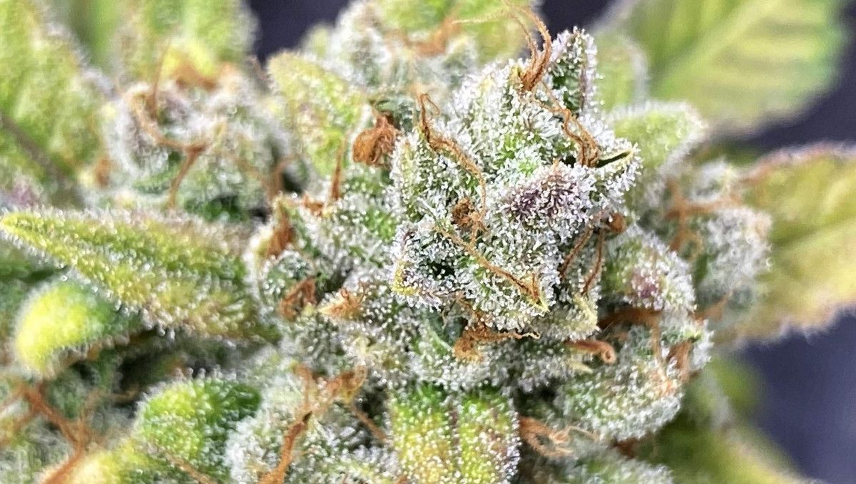 Cherry Cola Auto: ดอกสุกติดผลึก