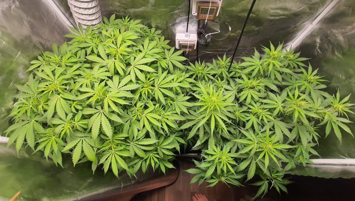 Pineapple Express Auto cannabis-variant: overgang (pre-blomstring) | uke 5 | to store buskete autoflowers innendørs