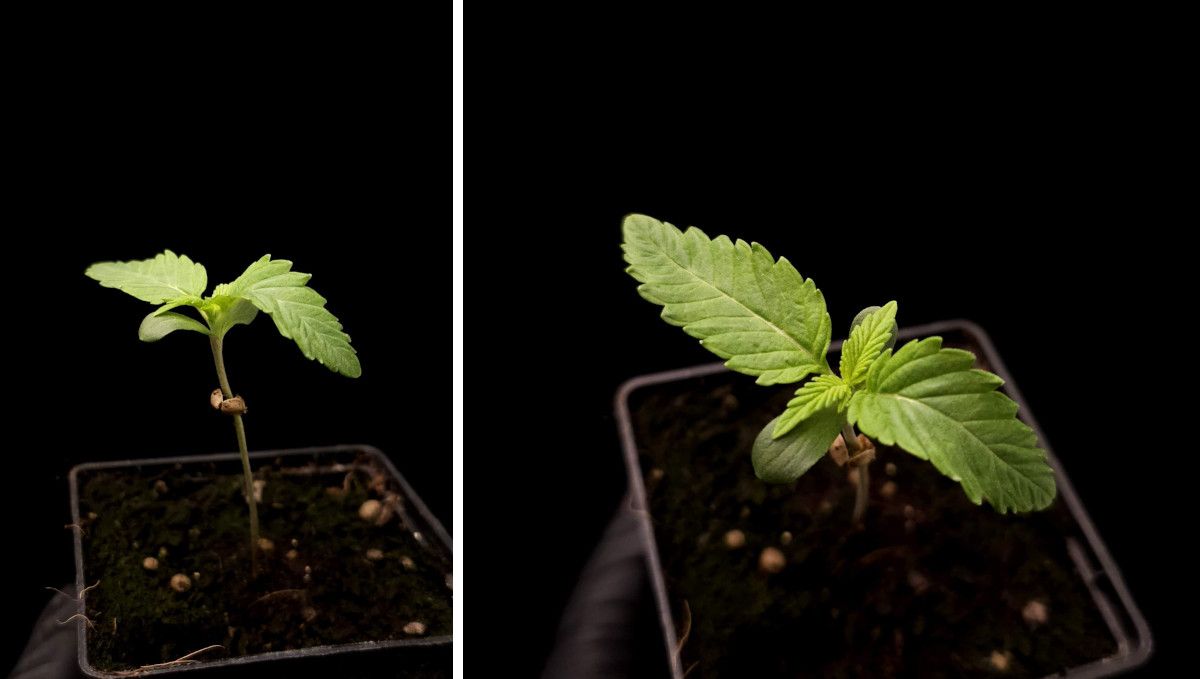 GG4 Sherbet FF cannabis strain: early veg | week 2 | a seedling at the start of the second week