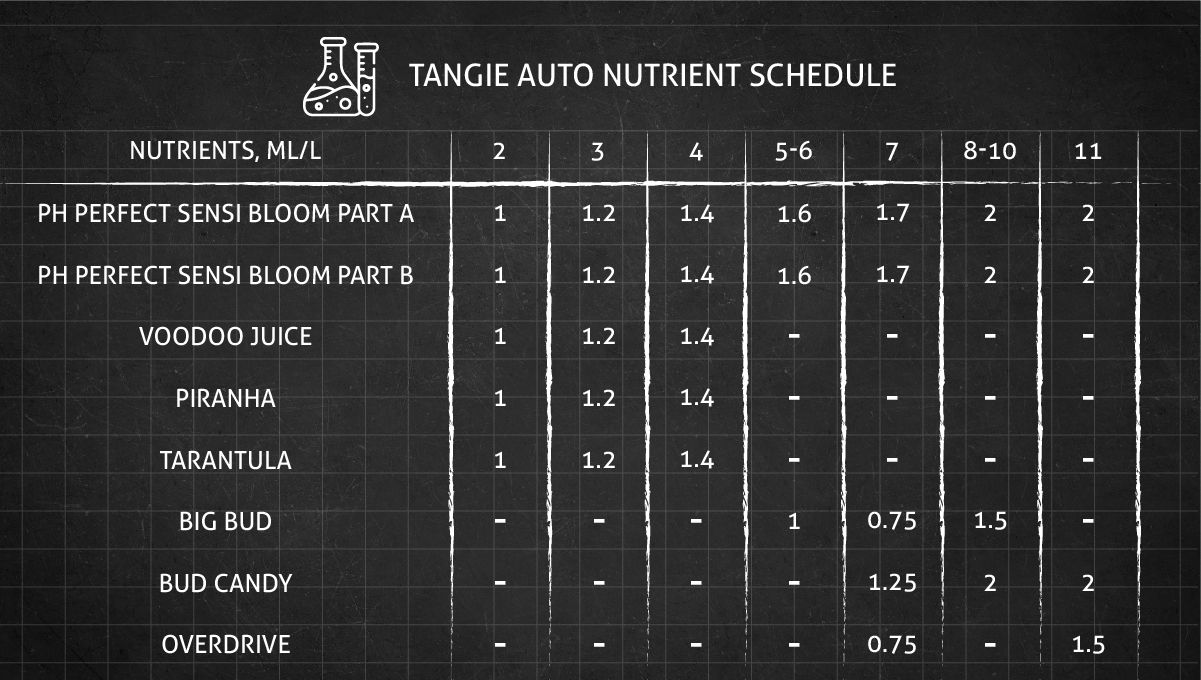 Tangie Auto cannabis strain: feeding chart for the vegetative and flowering stages