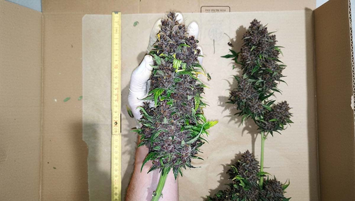 Banana Purple Punch