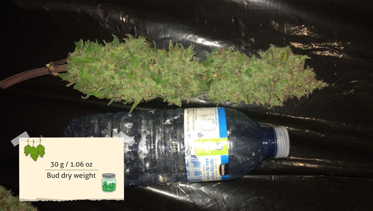 オートマザール大麻ストレイン：収穫 | 大きな中央コーラと比較用ペットボトル