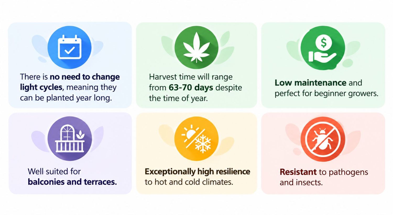 How Long Do Autoflowers Take From Seed To Harvest?: Autoflowers advantages
