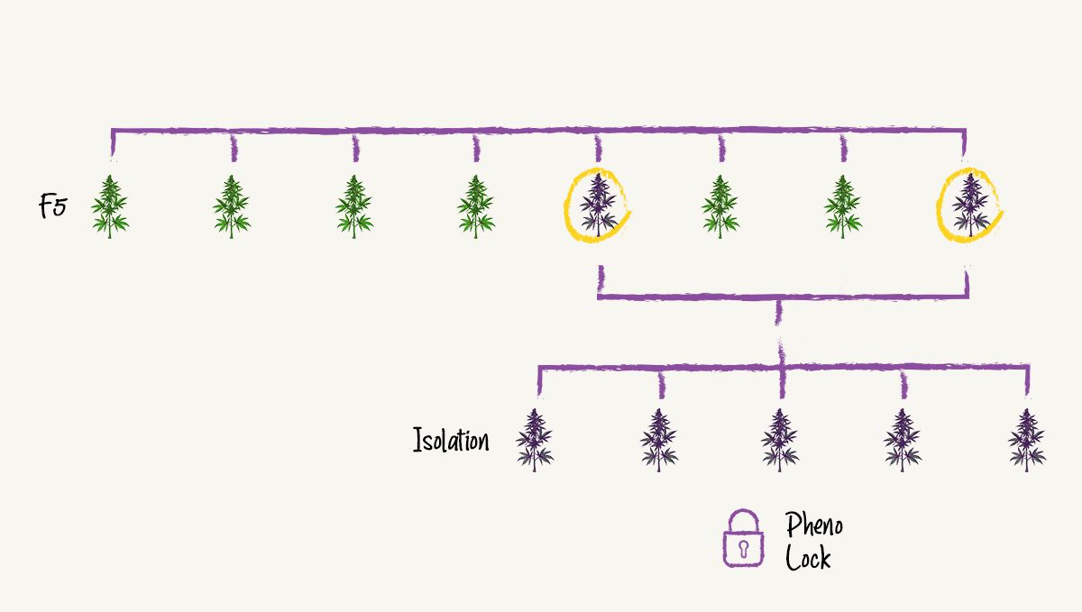 pheno lock
