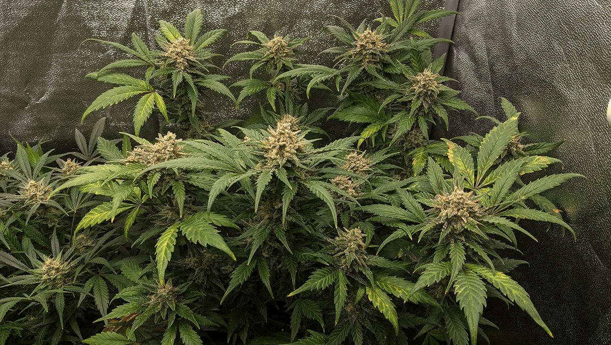 The top 5 most popular autoflower strains: tropicana cookies auto